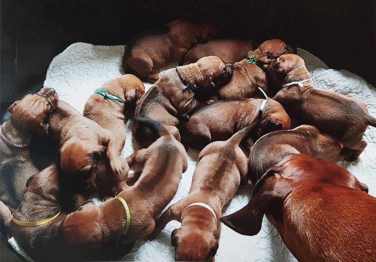 Cuccioli Mania - Adorable puppies